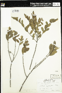 Chamaedaphne calyculata image