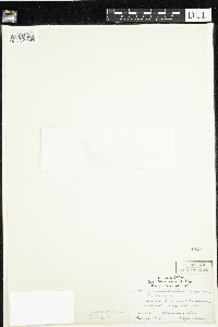 Chamaedaphne calyculata image