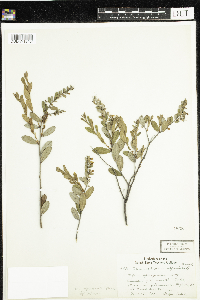 Chamaedaphne calyculata image