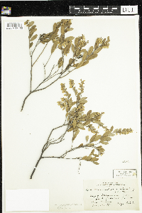 Chamaedaphne calyculata image