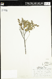 Chamaedaphne calyculata image