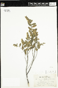 Chamaedaphne calyculata image