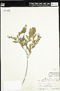 Chamaedaphne calyculata image