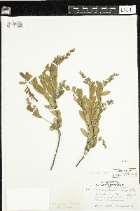 Chamaedaphne calyculata image