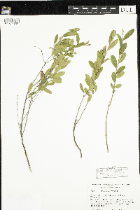 Chamaedaphne calyculata image