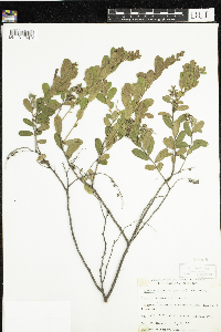 Chamaedaphne calyculata image