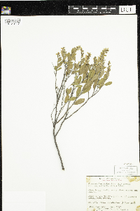 Chamaedaphne calyculata image