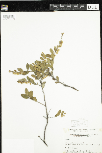 Chamaedaphne calyculata image