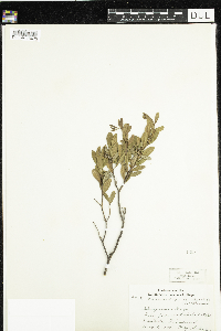 Chamaedaphne calyculata image