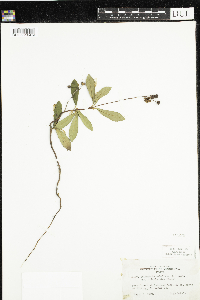 Chimaphila umbellata image