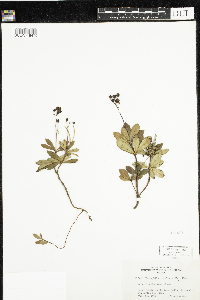 Chimaphila umbellata image