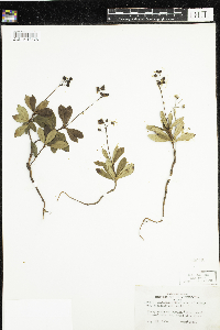 Chimaphila umbellata image