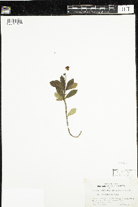Chimaphila umbellata image