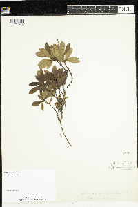 Chimaphila umbellata image