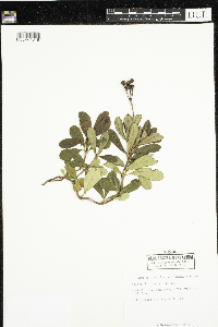 Chimaphila umbellata image