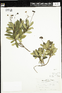 Chimaphila umbellata image