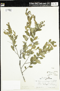 Chamaedaphne calyculata image