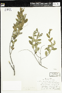 Chamaedaphne calyculata image