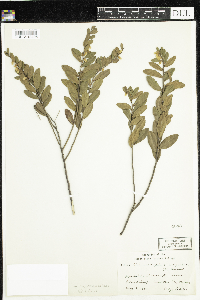 Chamaedaphne calyculata image