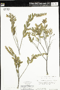 Chamaedaphne calyculata image
