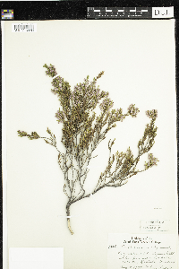 Image of Calluna vulgaris