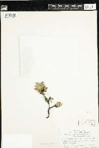 Image of Arctous alpina