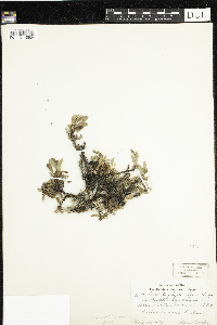 Arctous alpina image