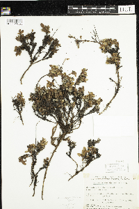 Arctous alpina image