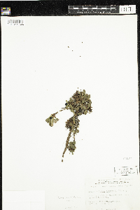 Arctous alpina image