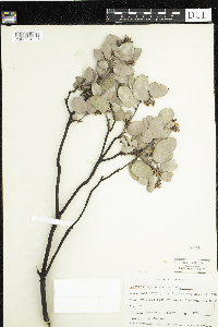 Image of Arctostaphylos glauca