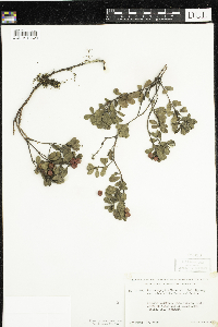 Arctostaphylos uva-ursi image