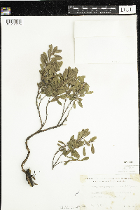Arctostaphylos uva-ursi image
