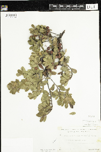 Arctostaphylos uva-ursi image