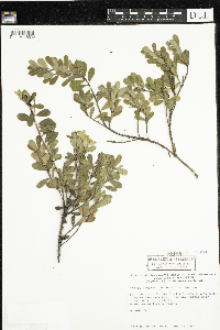 Arctostaphylos uva-ursi image