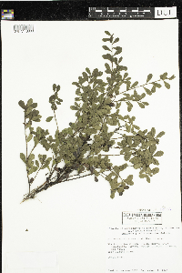 Arctostaphylos uva-ursi image