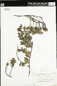 Arctostaphylos uva-ursi image