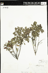 Arctostaphylos uva-ursi image