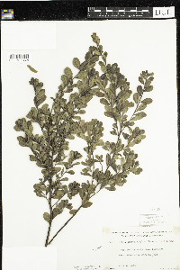 Arctostaphylos uva-ursi image