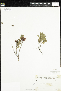 Arctostaphylos uva-ursi image
