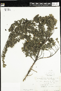 Arctostaphylos uva-ursi image