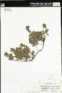 Arctostaphylos uva-ursi image
