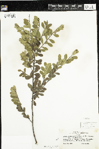 Arctostaphylos uva-ursi image