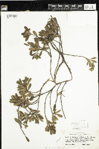 Arctostaphylos uva-ursi image