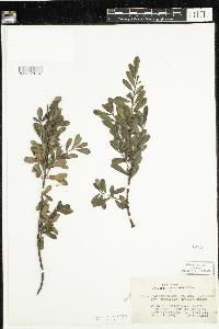 thumbnail image of current specimen