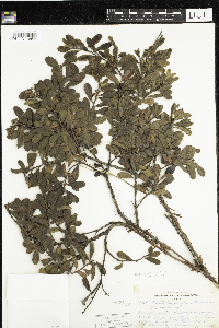 Arctostaphylos uva-ursi image