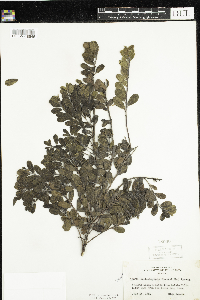 thumbnail image of current specimen