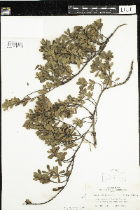 Arctostaphylos uva-ursi image