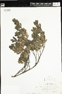Arctostaphylos uva-ursi image