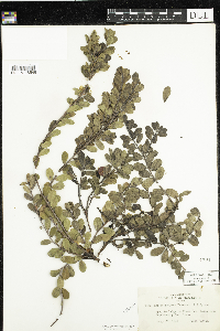 Arctostaphylos uva-ursi image