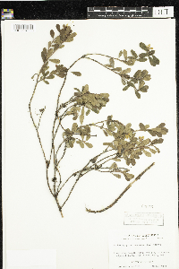Arctostaphylos uva-ursi image